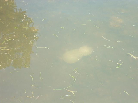 dscf0013