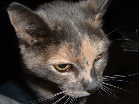 DSCF0066