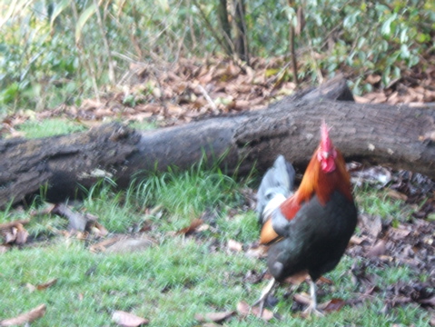 Rooster!