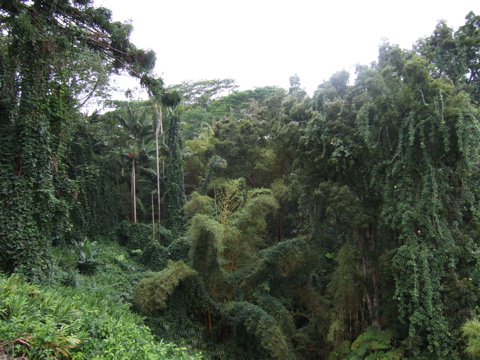 Near Akaka Falls, Hilo