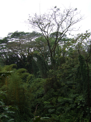 Trees near Akaka