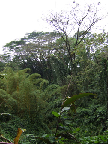 Trees near Akaka, 2