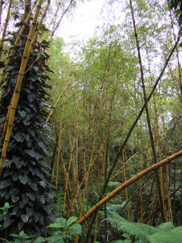 Trees near Akaka, 4