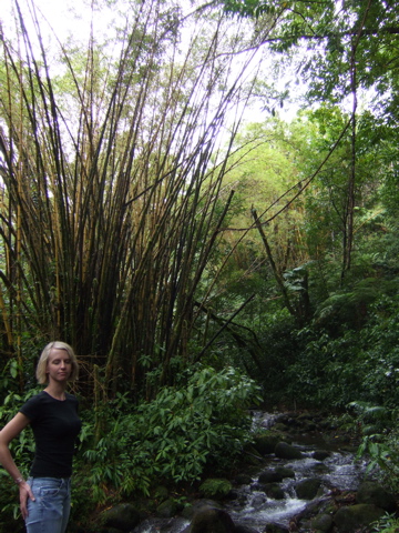Trees, Leslie, and Water
