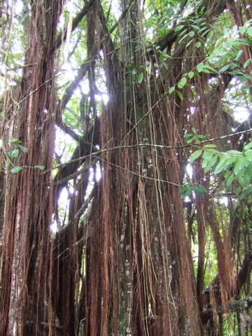Trees with hangy things