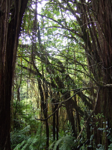 More trees with hangy things