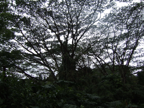 Big spreading tree