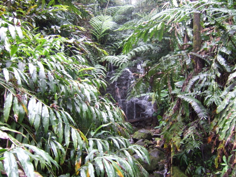 Ferns and a stream