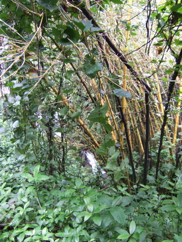 More trees.  Is that bamboo?
