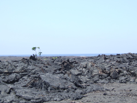 Tree in the lava