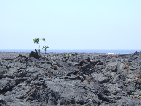 Tree in the lava, 2