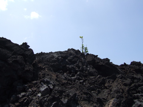 Another tree in the lava