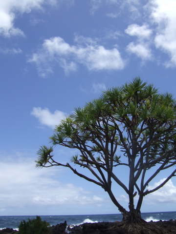 Sweet tree by the ocean