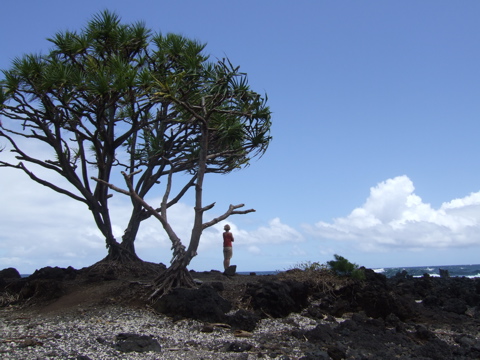 Leslie, tree, ocean.