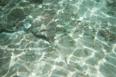 Underwater 1