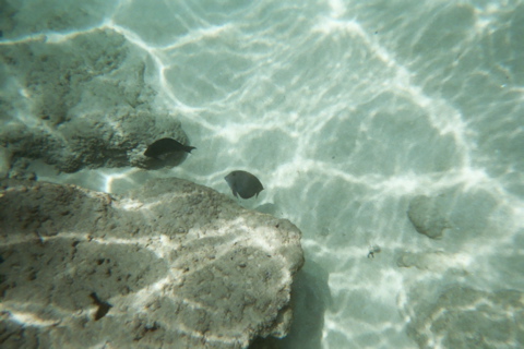 Underwater 11