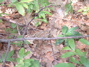 DSCF0013