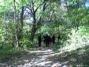 Woods!