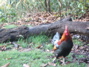 Rooster!