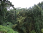 Near Akaka Falls, Hilo