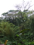 Trees near Akaka, 2