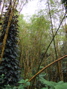 Trees near Akaka, 4