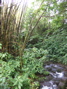 Trees and water near Akaka