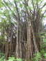 Trees near Akaka, 5