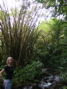 Trees, Leslie, and Water