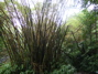 Trees near Akaka, plus some steps