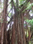 Trees with hangy things