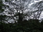 Big spreading tree