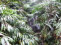 Ferns and a stream