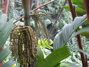 A fern that needs to grow