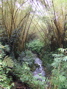 Trees and a stream