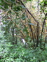 More trees.  Is that bamboo?