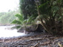 The Cove