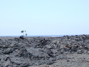 Tree in the lava
