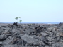 Tree in the lava, 2