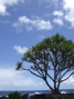 Sweet tree by the ocean