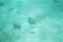 Underwater 6